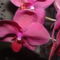 Orchideák 035