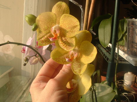 Orchideák 037
