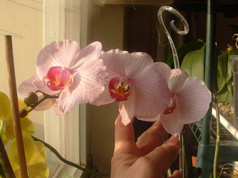 Orchideák 038
