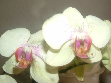 Orchideák 042