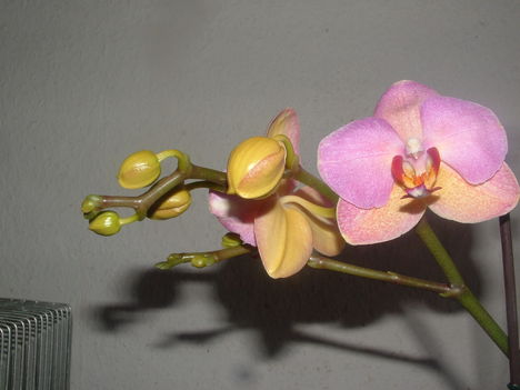 orchideák 060