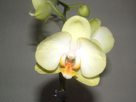 orchideák 063
