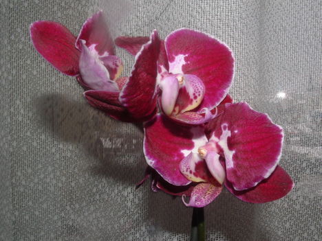 orchideák 070