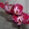 orchideák 070