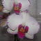 orchideák 072