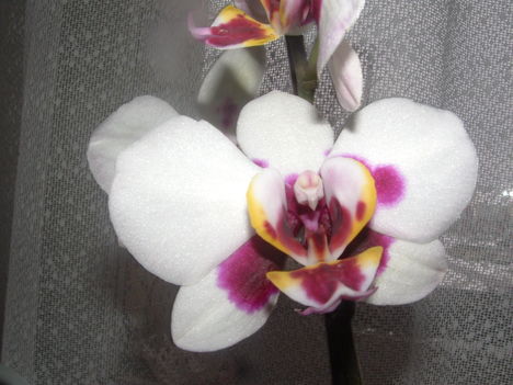 orchideák 075