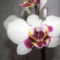 orchideák 075