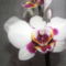 orchideák 075