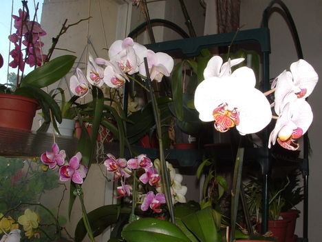 orchideák 083