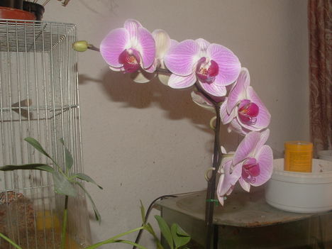 orchideák 085