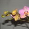 orchideák 086