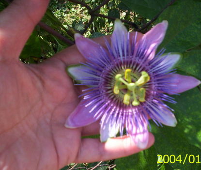Passiflora belotii (piros jelölés)