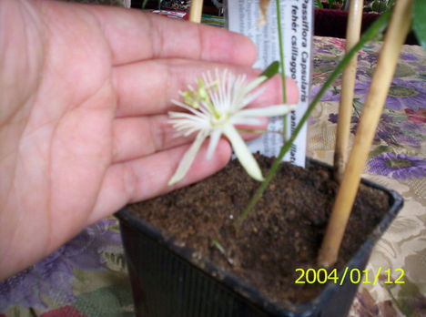 Passiflora capsularis virága