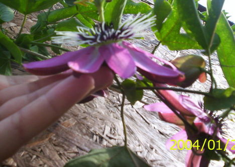 Passiflora victoria virága1