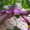 Passiflora victoria virága1