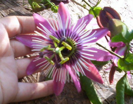 Passiflora victoria virága