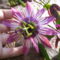 Passiflora victoria virága