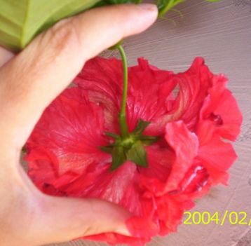 piros, dupla virágú hibiscus hatalmas virága1(P1)