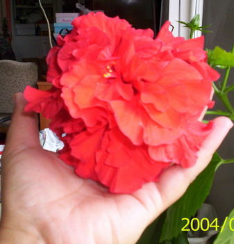 piros, dupla virágú hibiscus hatalmas virága (P1)