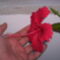 piros, recés szélű, szimpla virágú hibiscus (P3)