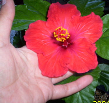 piros, szimpla virágú hibiscus (P2)