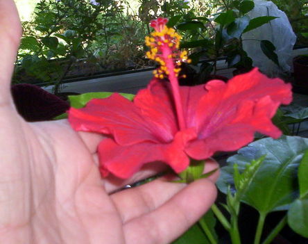 piros,szimpla virágú hibiscus (P2)