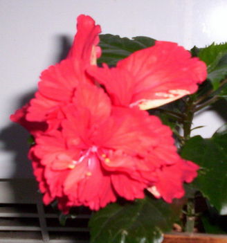 recés szélű, dupla virágú piros hibiscus1(P4)