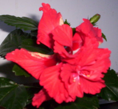 recés szélű, dupla virágú, piros hibiscus2 (P4)