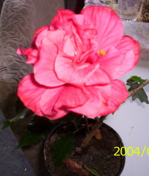 rózsaszín hibiscus virága
