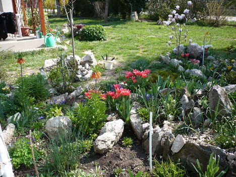 tulipánok