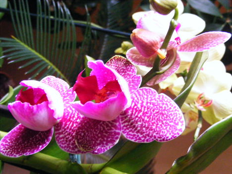 Lepke Orchidea 10