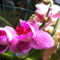 Lepke Orchidea 10