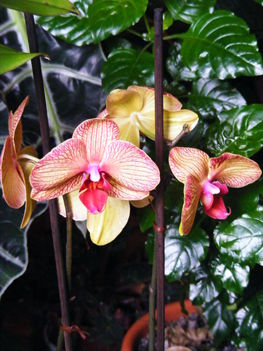 Lepke Orchidea 2