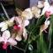 Lepke Orchidea 4