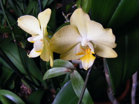 Lepke Orchidea 4