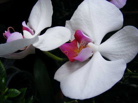 Lepke Orchidea 7