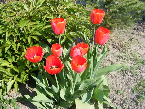 1csokor élő tulipántok