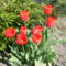1csokor élő tulipántok