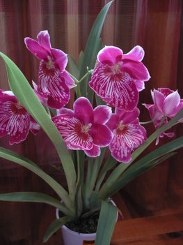 miltonia