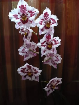 orchidea