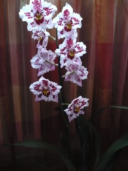 orchidea