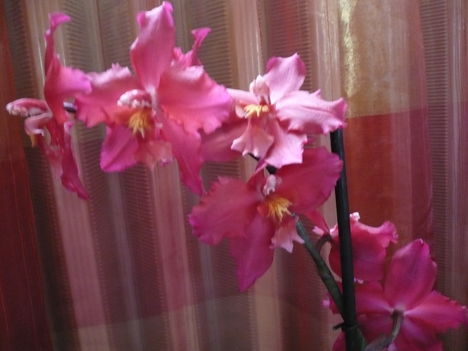 orchidea