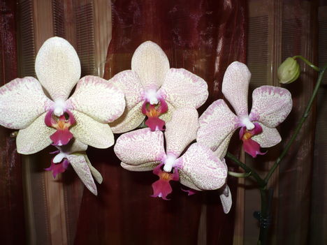 phalaenopsis