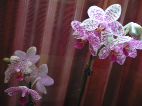 phalaenopsis