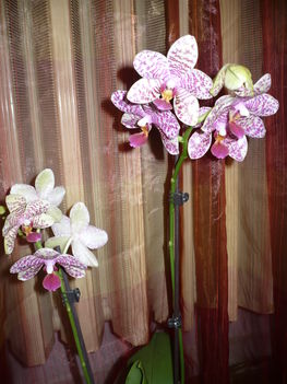 phalaenopsis