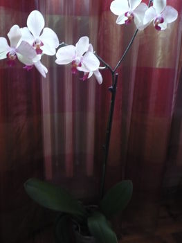 phalaenopsis