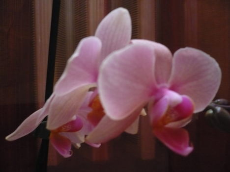 phalaenopsis