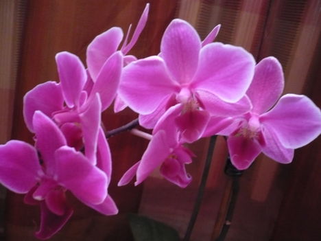 phalaenopsis