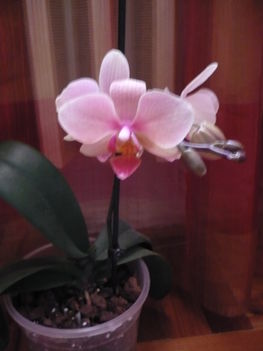 phalaenopsis