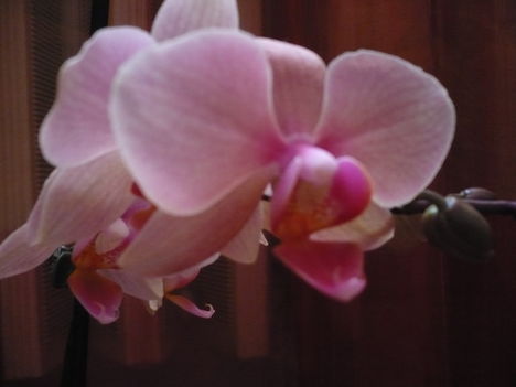 phalaenopsis